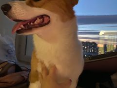 -宠福鑫康馨动物医院·骨科·眼科