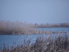-苏州太湖湖滨国家湿地公园