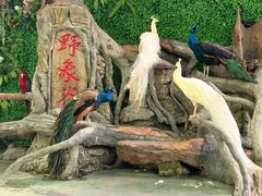 -野象谷景区