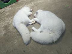 -芜湖新华联大白鲸海洋公园