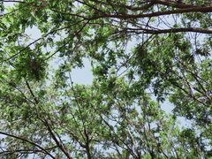 -石家庄市植物园