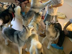 -Husky Go! 哈士奇体验馆·宠物咖啡厅狗咖