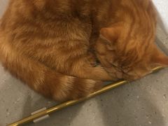 -飞行喵MR PILOT|猫舍·猫咖(静安大融城店)