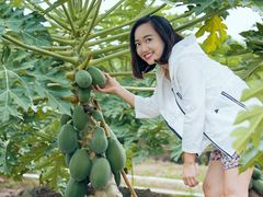 木瓜采摘-迪茵湖田家舍生态农场