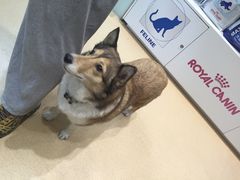 -瑞派·关忠动物医院·猫专科·犬专科(三环新城店)