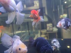 -苏州艺都古玩花鸟市场