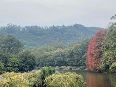 -深圳仙湖植物园