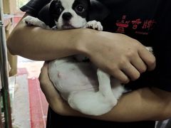 -半岛宠物医院24小时(科华中路店)