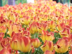 -大宁郁金香公园-停车场