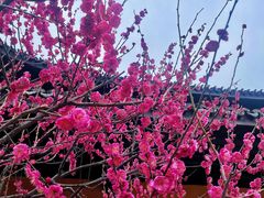 -红梅公园