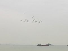 -大湾区中央湿地公园