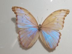-上海昆虫博物馆