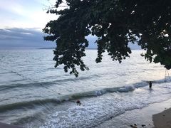 -卷心菜和避孕套餐厅(Pattaya)