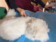 -美联众合爱康动物医院•复杂内科•肿瘤科•牙科•腔镜诊疗中心