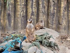 -青岛森林野生动物世界