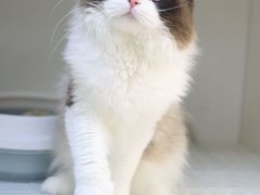 -lincat·猫舍(广州店)