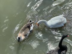 -新疆天山野生动物园