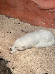 点击看大图 -Zoolung Zoolung动物主题公园(海信广场店)