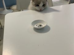 -喵的天空名猫咖啡馆·撸猫·猫舍·用品