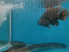 -一品江南韵·淮扬菜