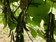 -桂林市花鸟市场