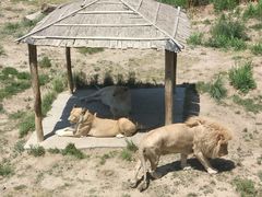 -新疆天山野生动物园