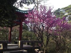 景点-庐山风景区花径公园