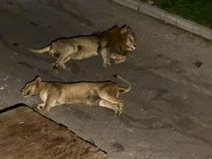 -大连森林动物园