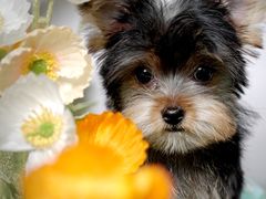 -翊宠yipet猫狗购宠庄园犬舍•猫舍