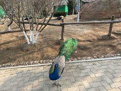 -西霞口神雕山野生动物世界