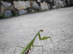 -鹫峰国家森林公园