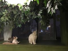 -猫猫幼稚园·撸猫·桌游·电玩