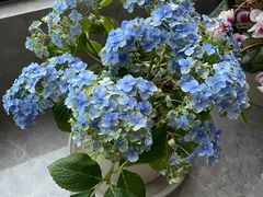 -金陵花卉交易市场