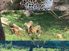 -西霞口神雕山野生动物世界