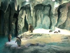 -帝企鹅自助餐厅•儿童岛•真企鹅(长隆企鹅酒店)