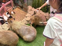 -正佳雨林生态植物园