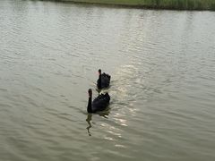 -盐城丹顶鹤湿地生态旅游区