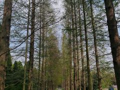 -上海滨江森林公园