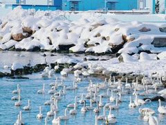-烟墩角天鹅湖