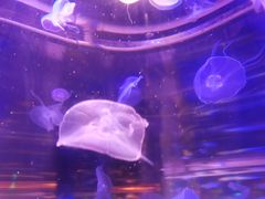 -梦幻海洋王国(吾悦广场张家港店)