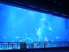 -烟台海昌鲸鲨海洋公园