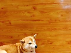 -柴务处·柴犬主题狗咖