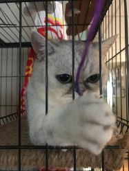 -英刺青 纹身 洗纹身
