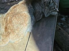 -青藏高原野生动物园