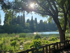 -井之头恩赐公园