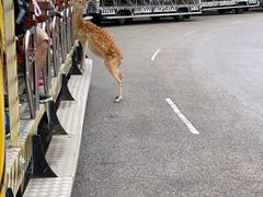 -清迈夜间动物园