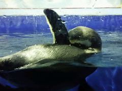 -石家庄极地海洋世界