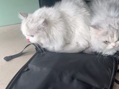 -佳雯宠物医院·皮肤科·内外科(春晓路分院)