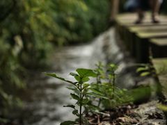 景点-桤木河湿地公园