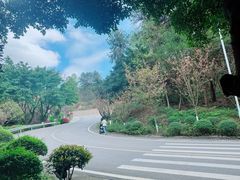 -铁山坪森林公园